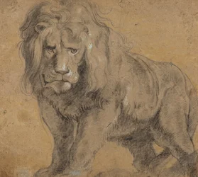 Løve, ca. 1612-13 (sort kridt på papir)