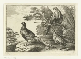 Tre fasaner Diversarum avium arter (serietitel) Forskellige fugle (serietitel)