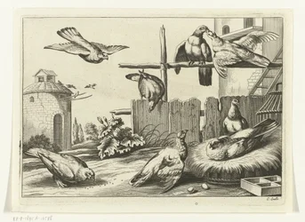 Duer ved et dueslag Diversarum avium arter (serietitel) Forskellige fugle (serietitel)