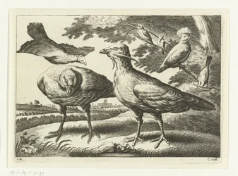 Trapper og en kakadue; Diversarum avium species (serietitel); Forskellige fugle (serietitel)