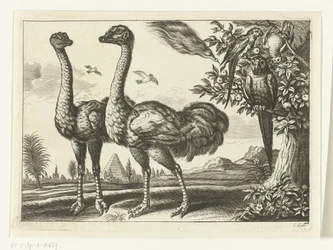 To strudse Diversarum avium arter (serietitel) Forskellige fugle (serietitel)