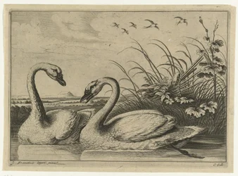 to svaner Diversarum avium arter (serietitel) Forskellige fugle (serietitel)