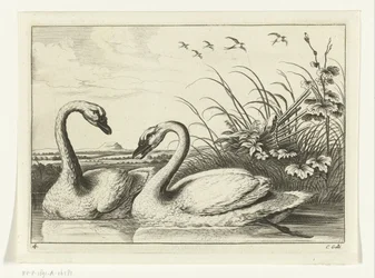 to svaner Diversarum avium arter (serietitel) Forskellige fugle (serietitel)