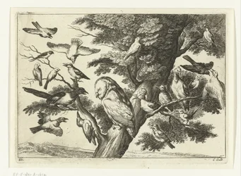 Fugle i et træ Diversarum avium arter (serietitel) Forskellige fugle (serietitel)