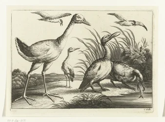 vandfugle Diversarum avium arter (serietitel) Forskellige fugle (serietitel)