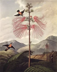 Stor blomstrende følsom plante, graveret af Thomas Medland (ca. 1765 – 1833), ca. 1799-1807 (akvatint og stipple)