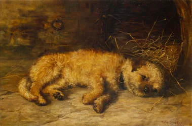 En Border Terrier-hvalp