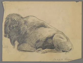 Bison (grafit på papir)