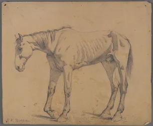 Hest (grafit på papir)