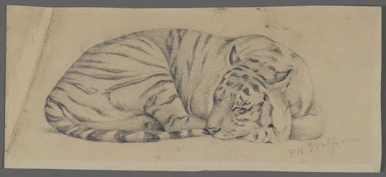 Sovende tiger (grafit på papir)