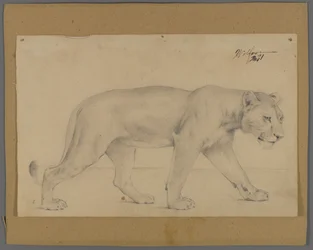 Striding løvinde (grafit på papir monteret på pap)