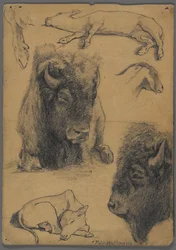 Studier af bison, kalv og ged (grafit og blæk på papir)