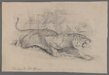 Tiger i landskab (grafit på papir)
