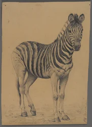 Zebra (grafit på papir)