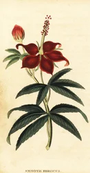 Turkcap, Malvaviscus arboreus., 1800 (gravering)