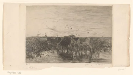 Køer nær vand i en eng Vaches au bord de l