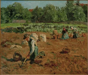 Kartoffelhøst