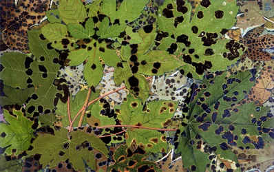Autumn Leaves, af Philippe Robert, Robert Ried udgaver