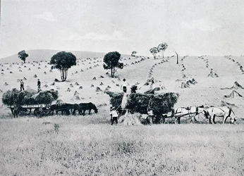 Høst, New South Wales, ca. 1900, fra `Under the Southern Cross - Glimpses of Australia