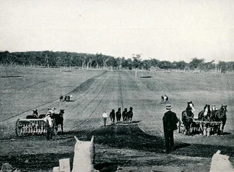 Undervisning i såning med såmaskine og tromling på Dookie Agricultural College, Victoria, omkring 1900, fra 
