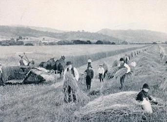Høstning af hvede, Tasmanien, ca. 1900, fra `Under the Southern Cross - Glimpses of Australia
