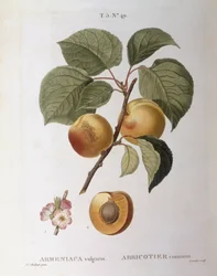 Abrikos (Armeniaca vulgaris eller Prunus armeniaca), Henry Louis Duhamel du Monceau, botanisk plade af Pierre Joseph Redouté
