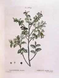 Blåbær (Vaccinium myrtillus), Henry Louis Duhamel du Monceau, botanisk tallerken af ​​Pierre Joseph Redouté