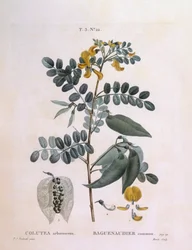 Blære Senna (Colutea arborescence), Henry Louis Duhamel du Monceau, botanisk plade af Pierre Joseph Redouté