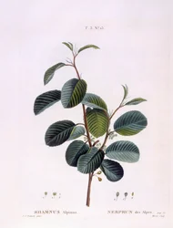 Havtorn (Rhamnus alpinus), Henry Louis Duhamel du Monceau, botanisk plade af Peter Joseph Redouté