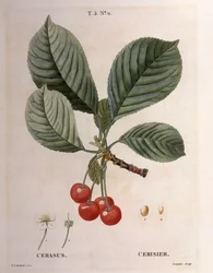 Cherry (Cerasus), Henry Louis Duhamel du Monceau, botanisk plade af Pierre Joseph Redouté
