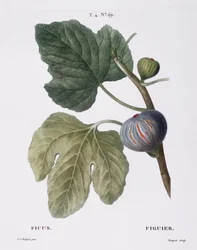 Fig (Ficus), Henry Louis Duhamel du Monceau, botanisk plade af Pierre Joseph Redouté