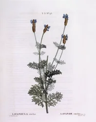 Fransk lavendel (Lavandula stoechas), Henry Louis Duhamel du Monceau, botanisk plade af Pierre Joseph Redouté
