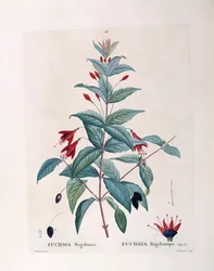 Fuchsia (Fuchsia magellanica), Henry Louis Duhamel du Monceau, botanisk plade af Pierre Joseph Redouté