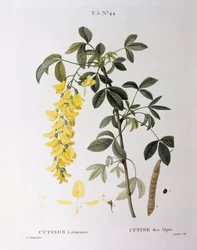 Gylden kæde (Cytisus laburnum), Henry Louis Duhamel du Monceau, botanisk plade af Pierre Joseph Redouté