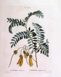 Kowhai (Sophora tetraptera eller Edwardsia grandiflora), Henry Louis Duhamel du Monceau, botanisk plade af Pierre Joseph Redouté