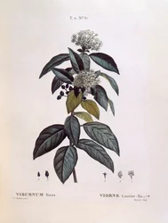 Laurustinus (Viburnum tinus), Henry Louis Duhamel du Monceau, botanisk plade af Pierre Joseph Redouté