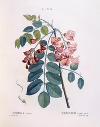 Locust (Robinia rosea), Henry Louis Duhamel du Monceau, botanisk plade af Pierre Joseph Redouté