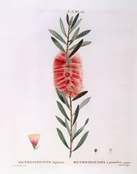 Metrosideros Lophanta Henry Louis Duhamel du Monceau, botanisk plade af Pierre Joseph Redouté