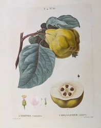 Kvæde (Cydonia communis), Henry Louis Duhamel du Monceau, botanisk plade af Pierre Joseph Redouté