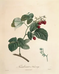 Hindbær af Pierre Joseph Redoute (1759-1840)