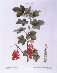Røde ribs (Ribes rubrum), Henry Louis Duhamel du Monceau, botanisk tallerken af ​​Pierre Joseph Redouté