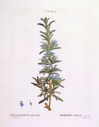 Rosmarin (Rosmarinus officinalis), Henry Louis Duhamel du Monceau, botanisk plade af Pierre Joseph Redouté
