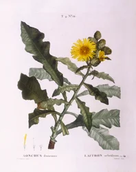 Sotidsler (Sonchus fruticosus), Henry Louis Duhamel du Monceau, botanisk plade af Pierre Joseph Redouté