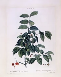 Spindel (Euonymus verrucosus), Henry Louis Duhamel du Monceau, botanisk plade af Pierre Joseph Redouté