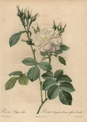 Hvid rose, Rosa bifera alba.