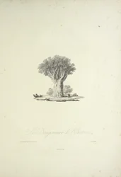 Dragon Tree of Orotava, graveret af Bouquet, illustration fra 