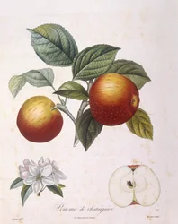 Æble "Kastanjeæble" Henry Louis Duhamel du Monceau, botanisk tallerken af ​​Pierre Antoine Poiteau