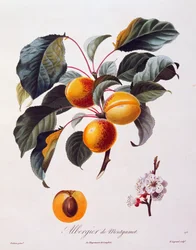 Frugter og blomster af abrikos Albergier De Montgamet, omkring 1846, farvet gravering af Pierre-Antoine Poiteau fra Pomolgie Francais, Frankrig