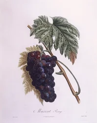 Muscat druevin (Vitis vinifera), Henry Louis Duhamel du Monceau, botanisk plade af Pierre Antoine Poiteau