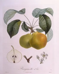 Pære "Bergamot" Henry Louis Duhamel du Monceau, botanisk plade af Pierre Antoine Poiteau